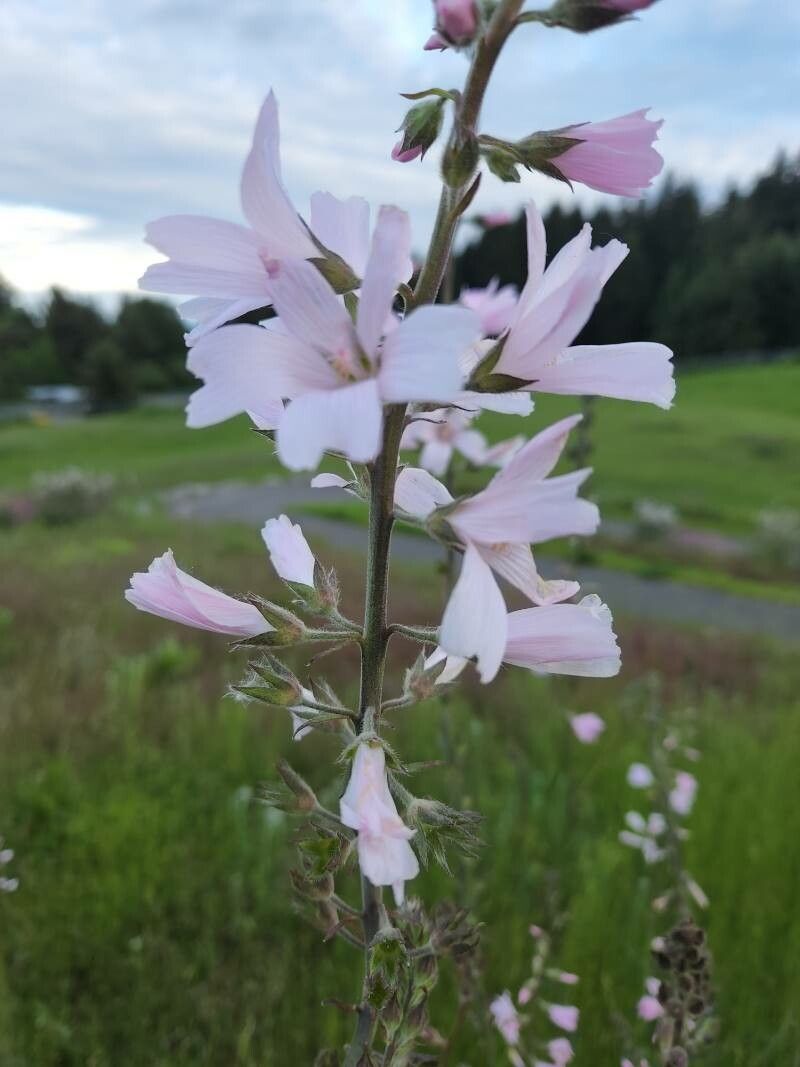 Sidalcea campestris flower
