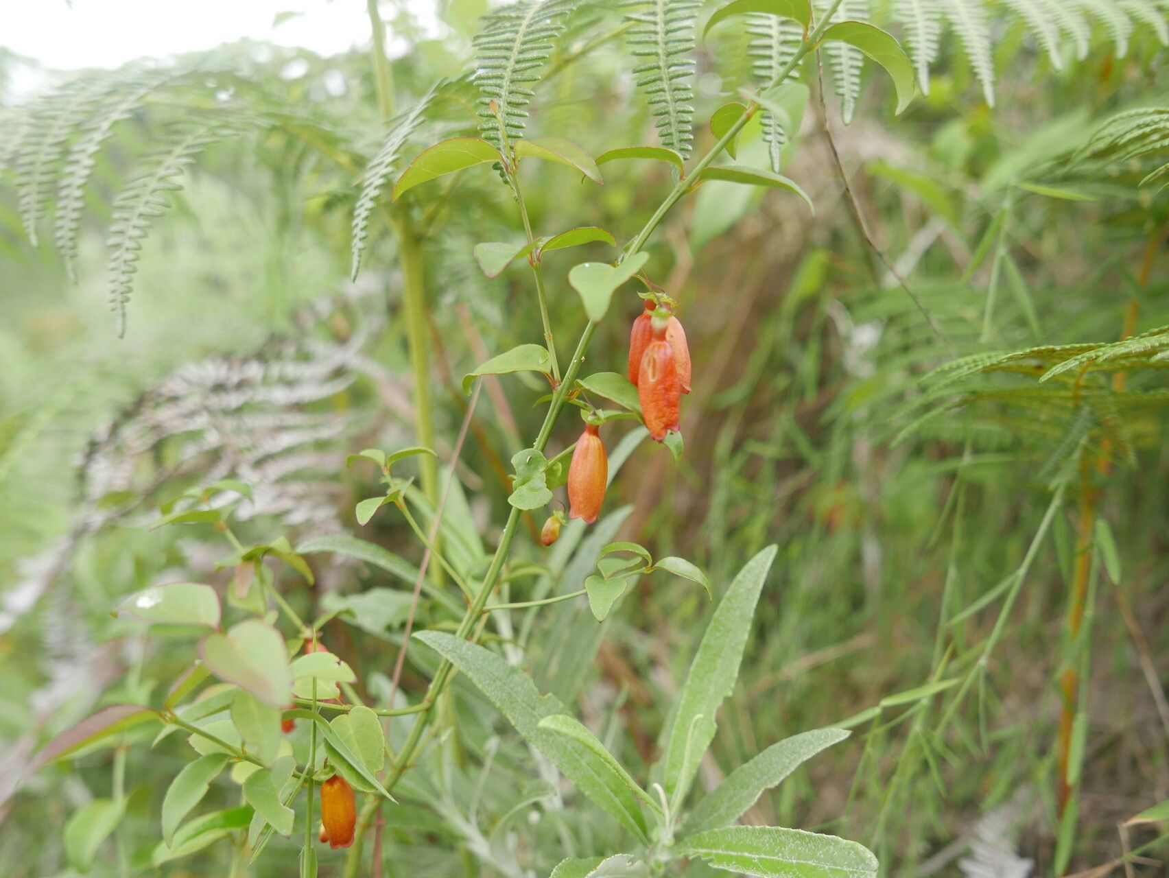 Halleria ligustrifolia — related species from the same genus
