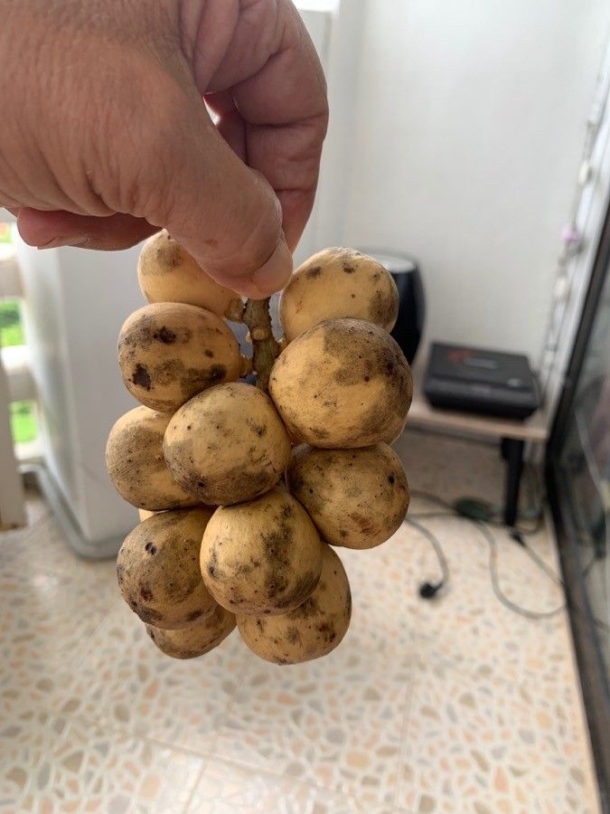 Baccaurea motleyana fruit