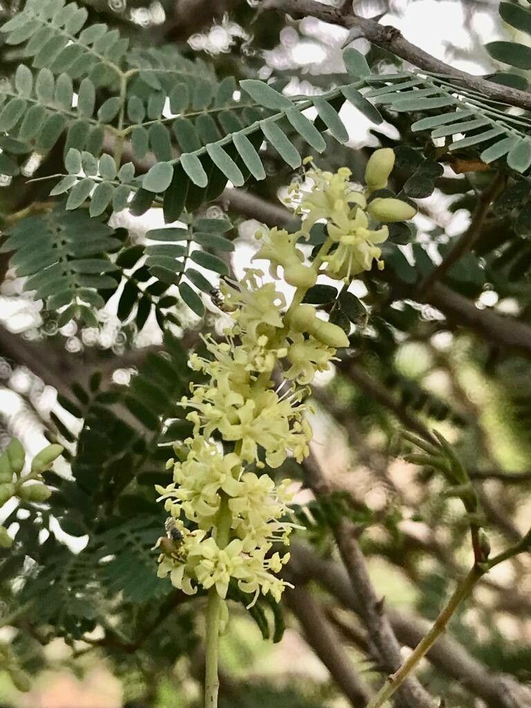 Prosopis koelziana flower