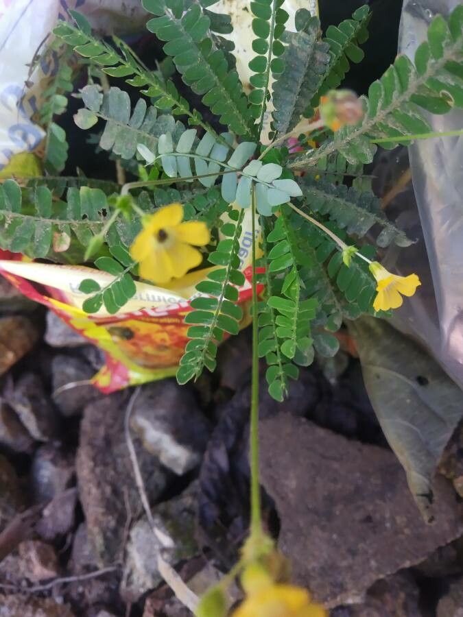 Biophytum sensitivum flower