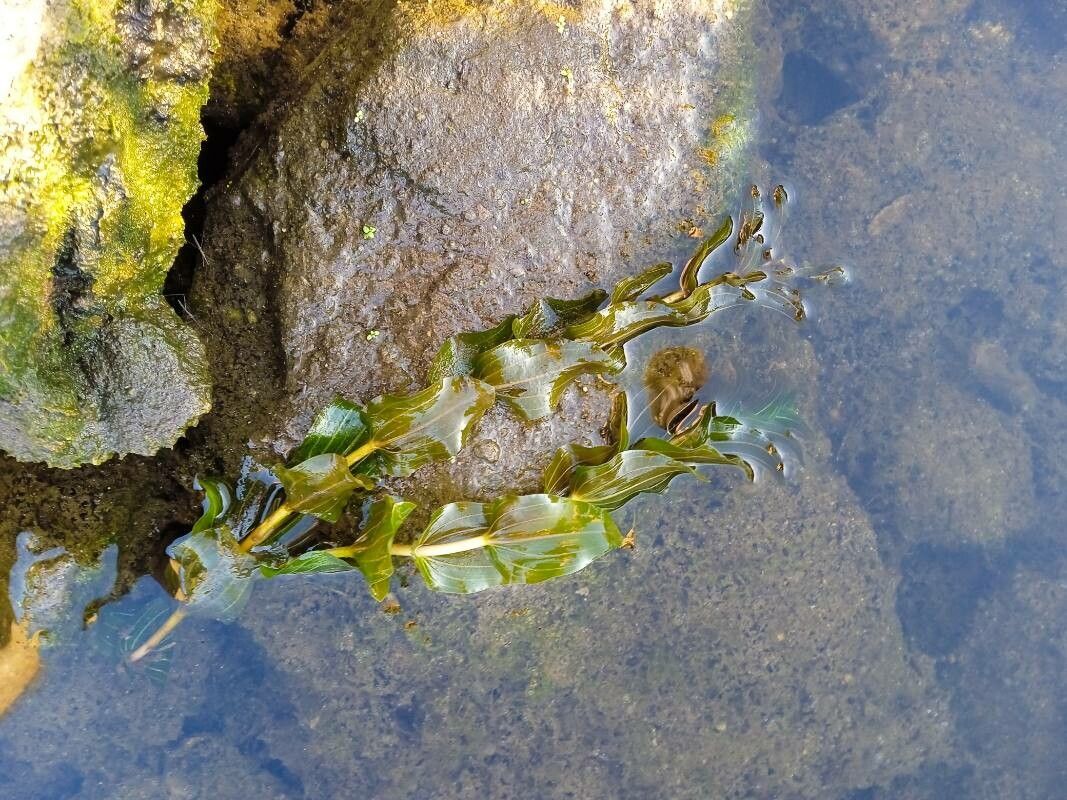 Potamogeton perfoliatus