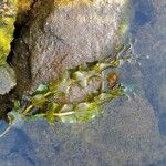 Potamogeton perfoliatus