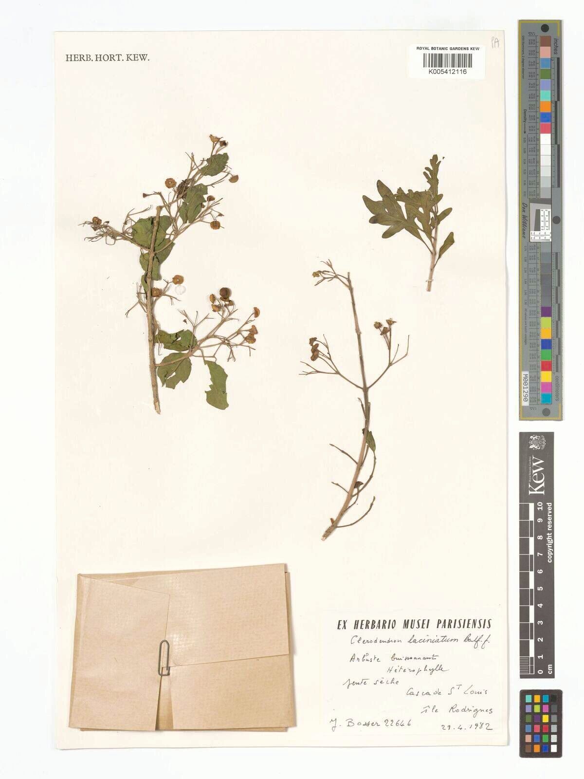 Clerodendrum laciniatum — houseplant care guide