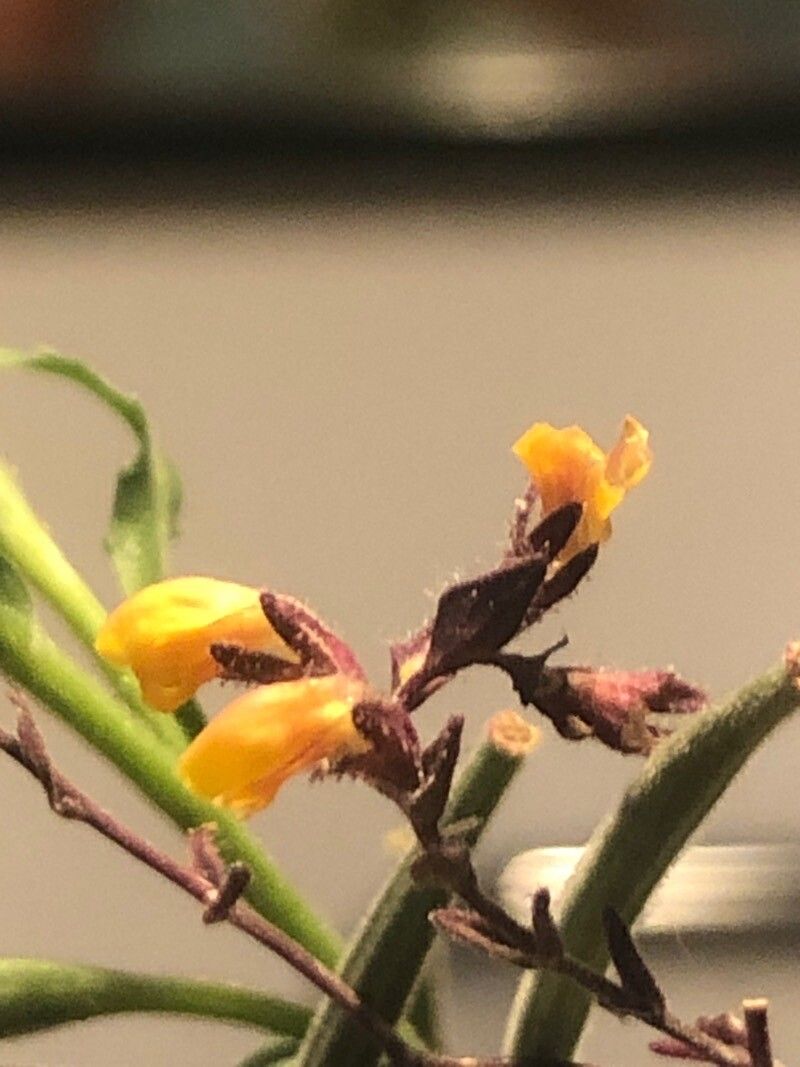 Odontites viscosus flower