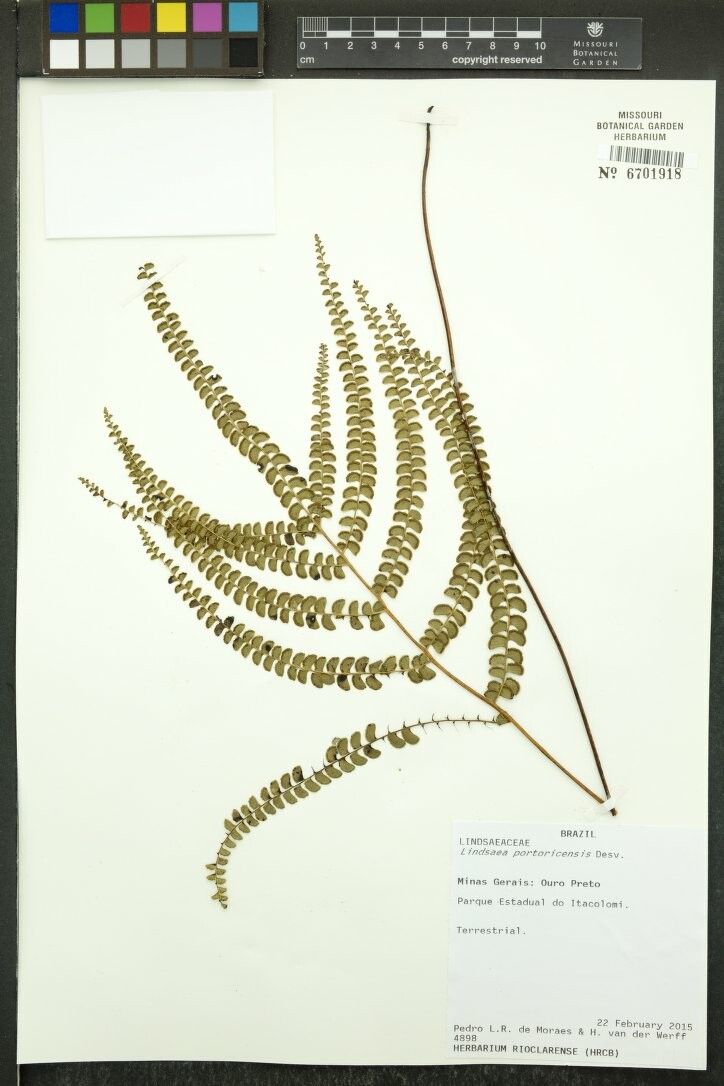 Lindsaea portoricensis other