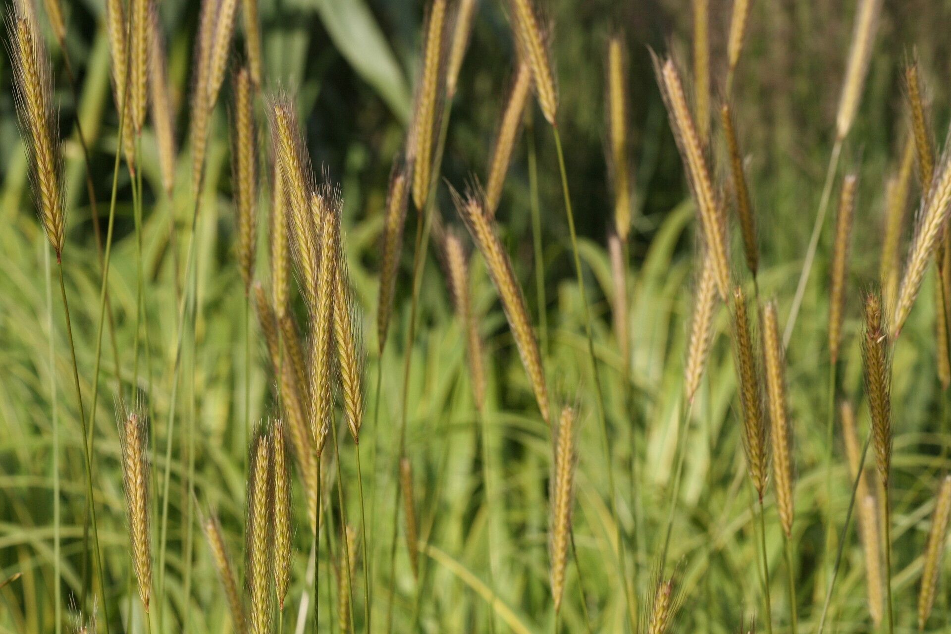 Hordeum bulbosum flower
