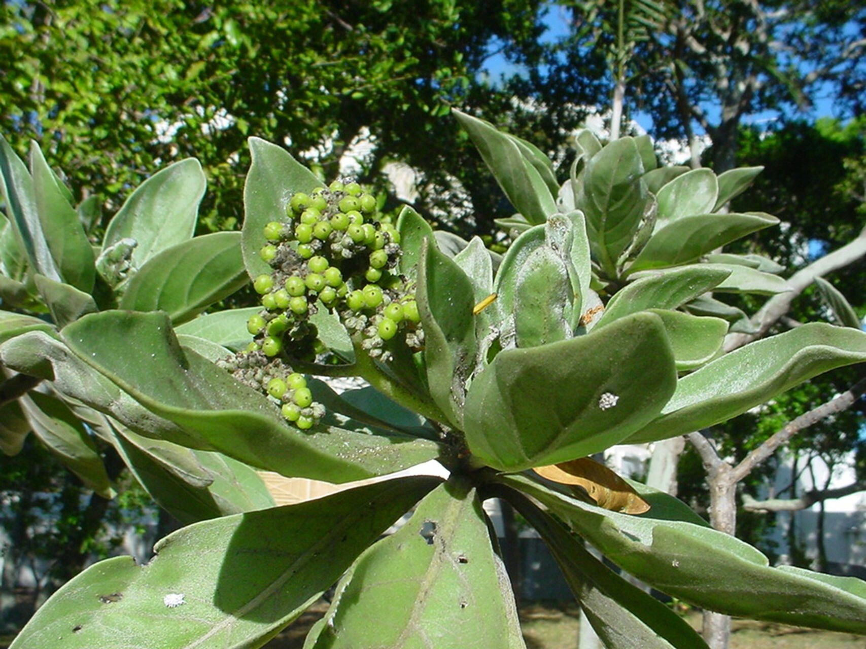 Argusia argentea habit