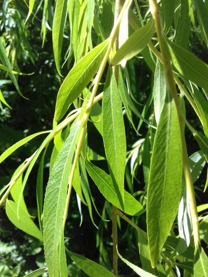 Salix x chrysocoma leaf