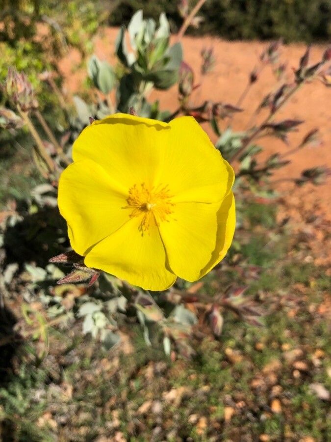 Cistus atriplicifolius flower
