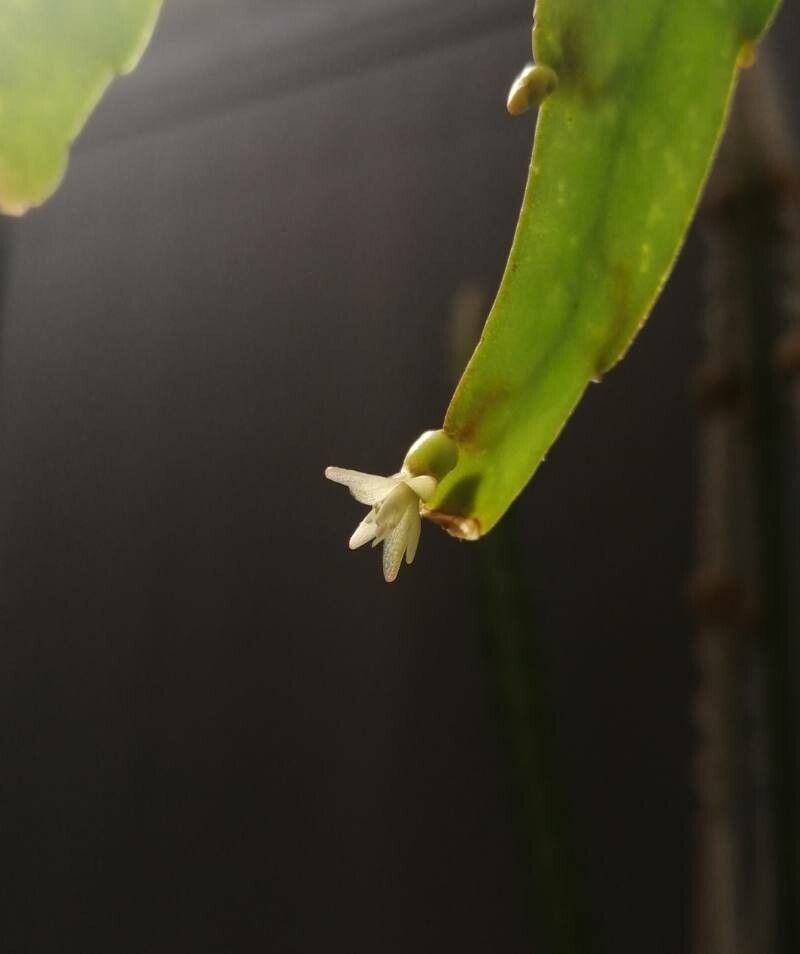 Rhipsalis micrantha flower