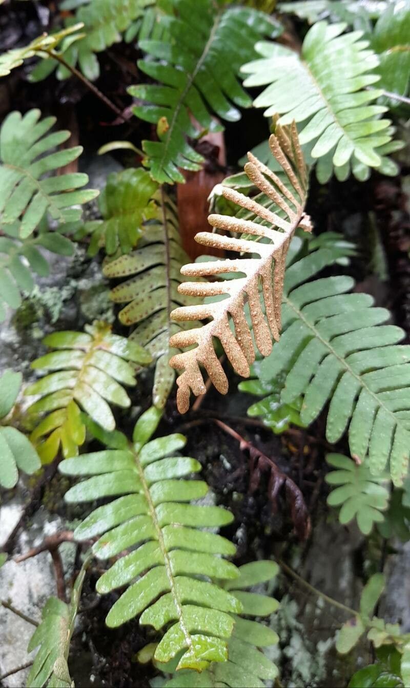Pleopeltis polypodioides habit