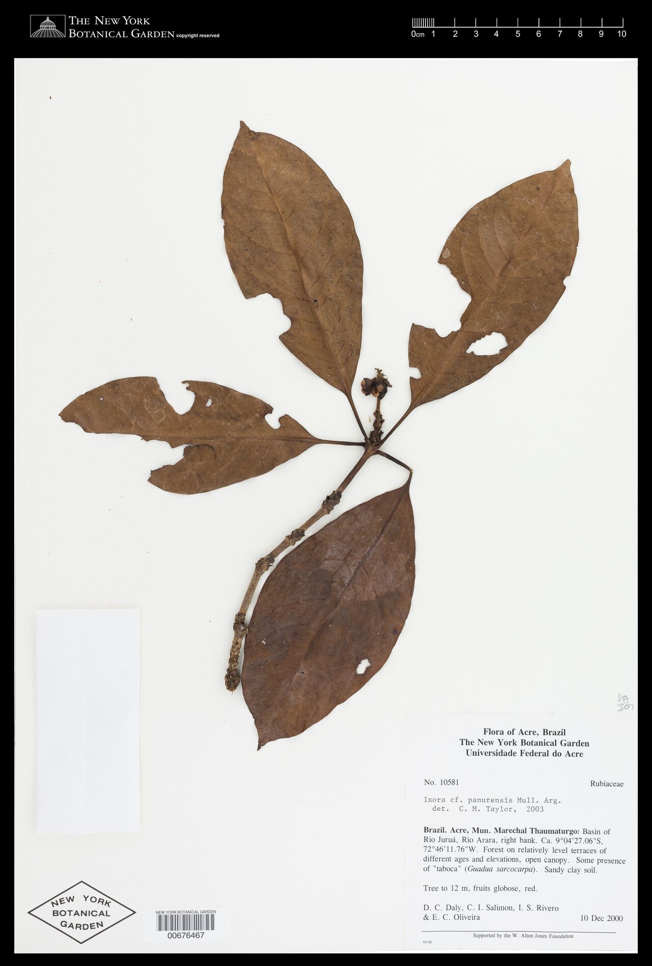 Ixora panurensis — houseplant care guide