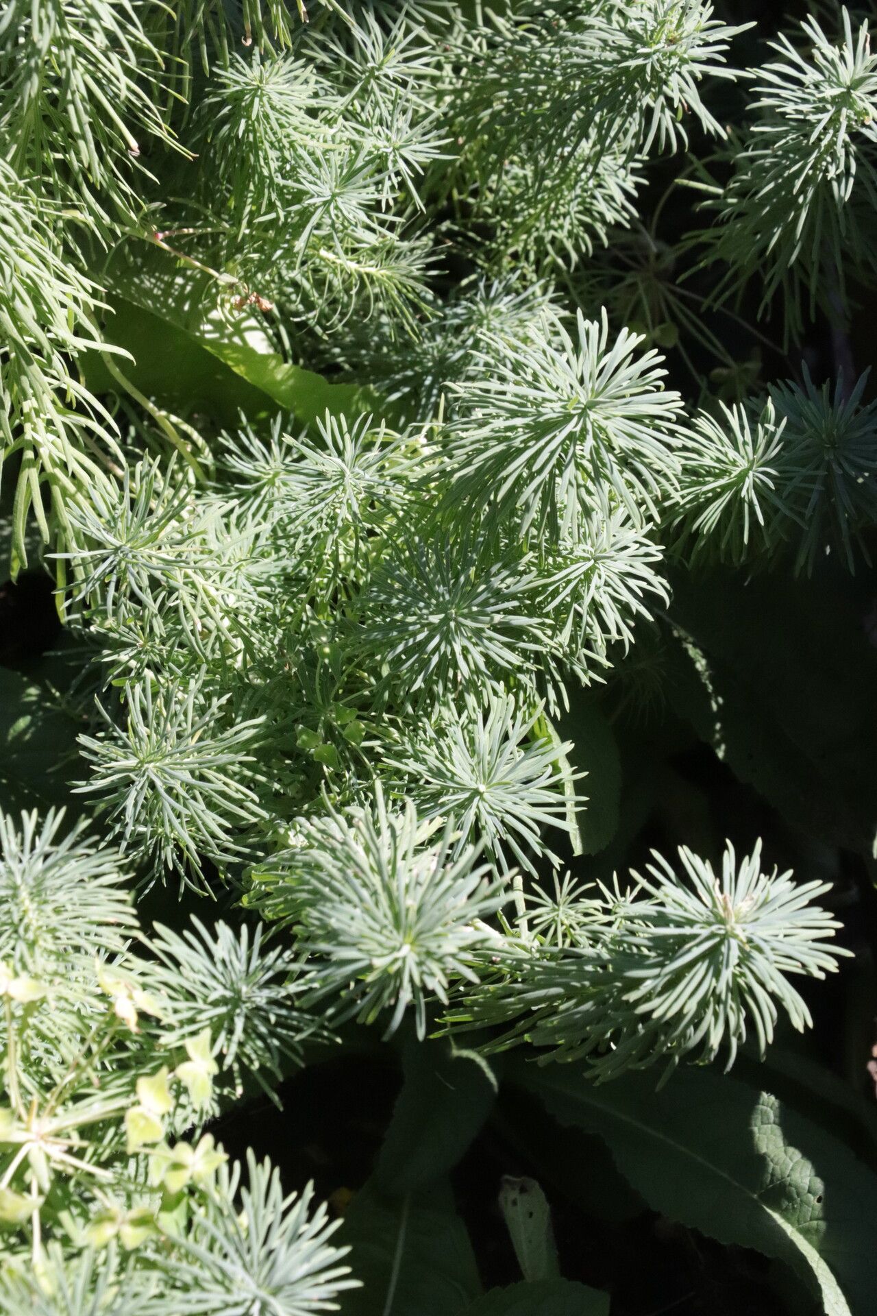 Euphorbia aleppica flower