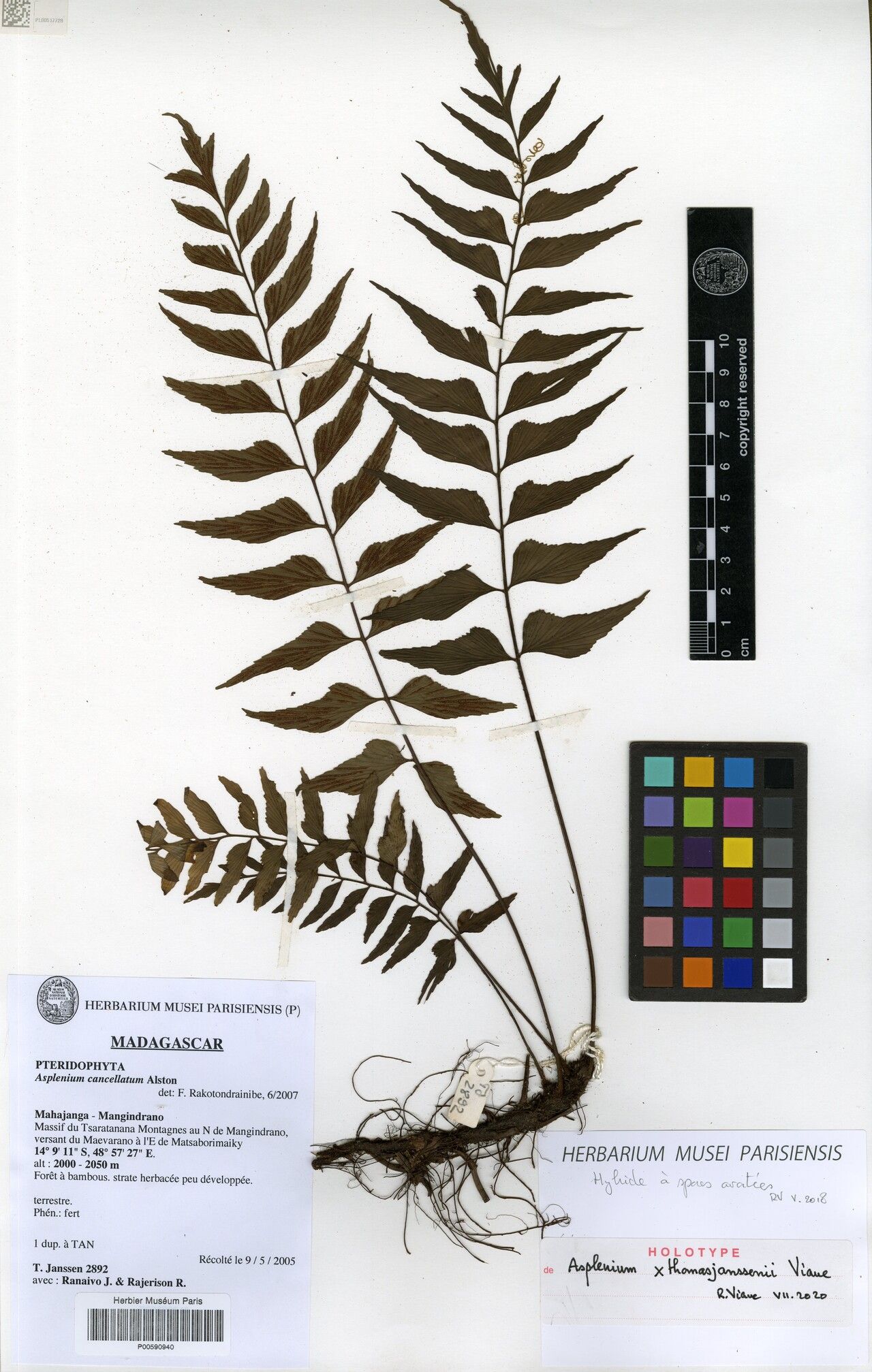 Asplenium × thomasjanssenii — houseplant care guide