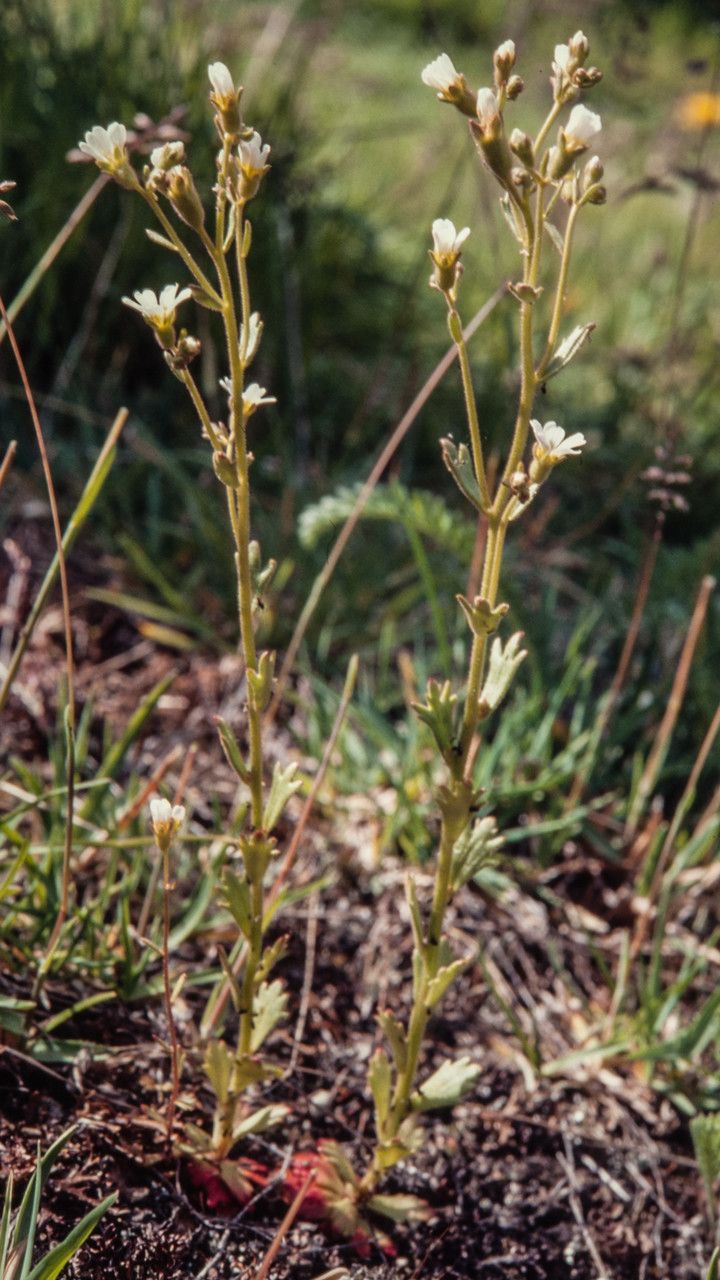 Saxifraga adscendens flower