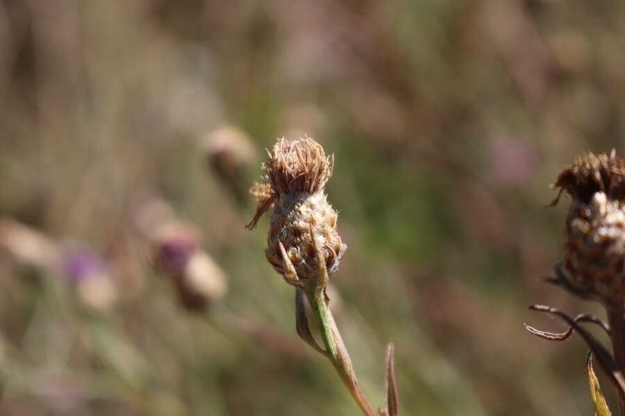 Centaurea paniculata fruit