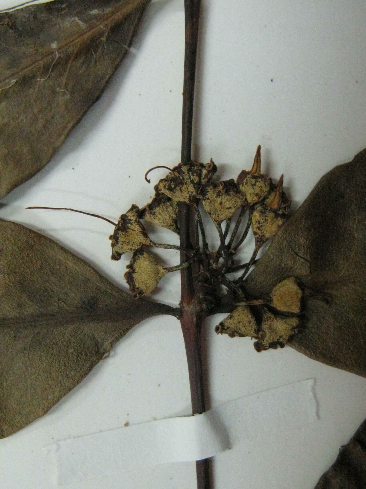 Mouriri acutiflora — related species from the same genus