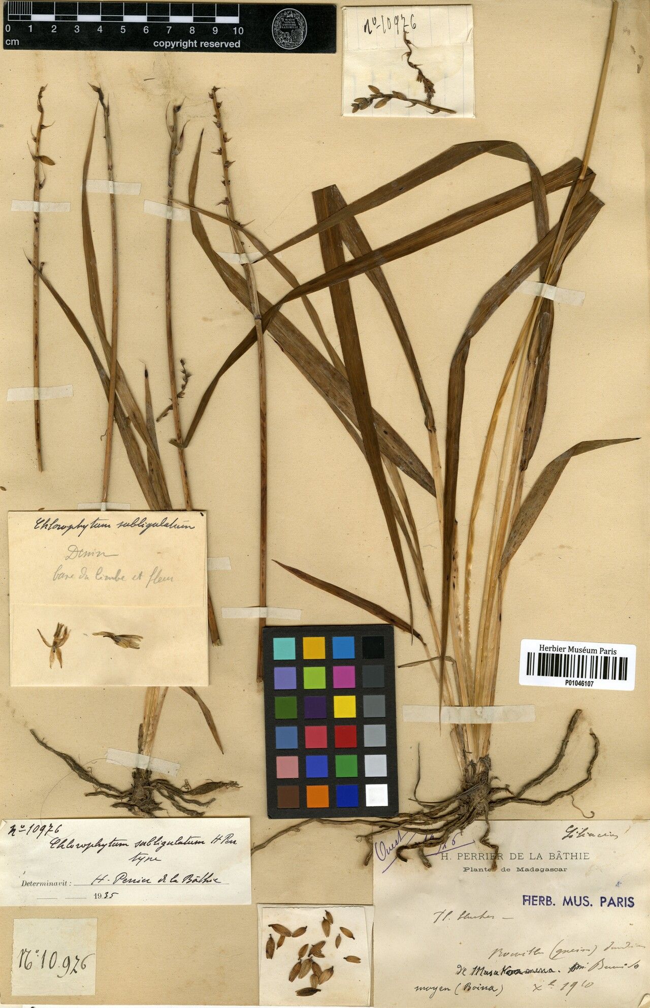 Chlorophytum subligulatum — search result for 'Chlorophytum'