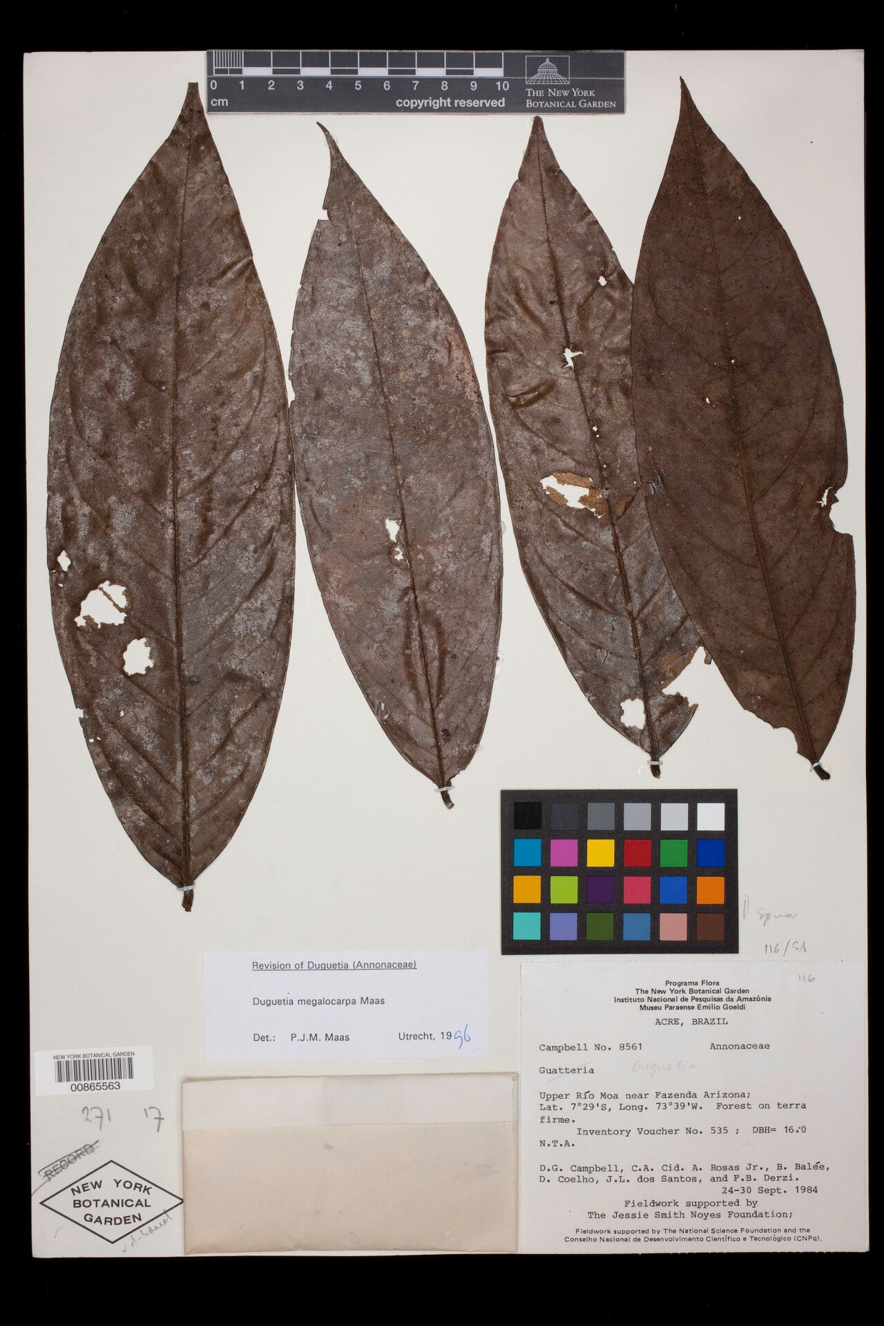 Duguetia megalocarpa leaf