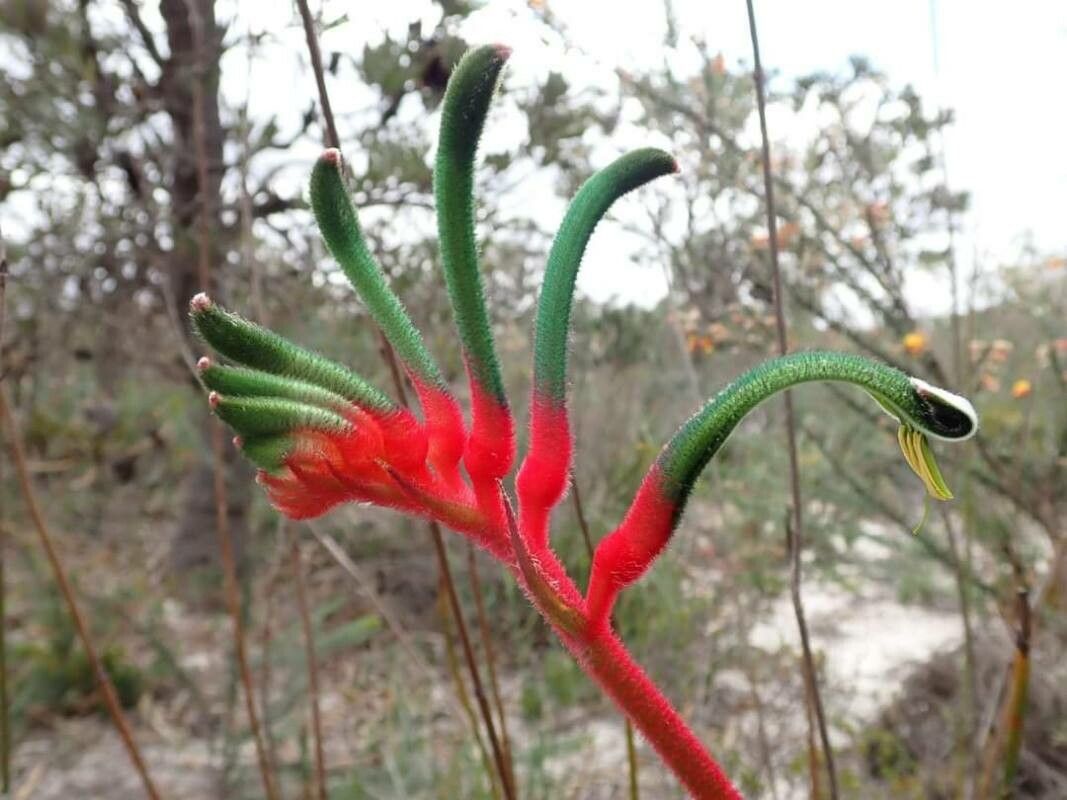 Anigozanthos manglesii flower
