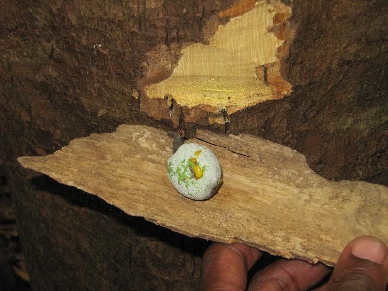 Moronobea coccinea fruit