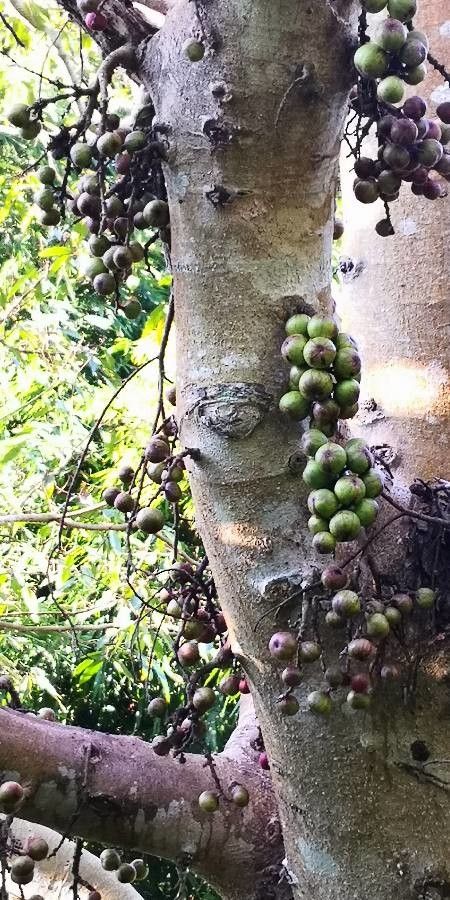 Ficus hispida fruit