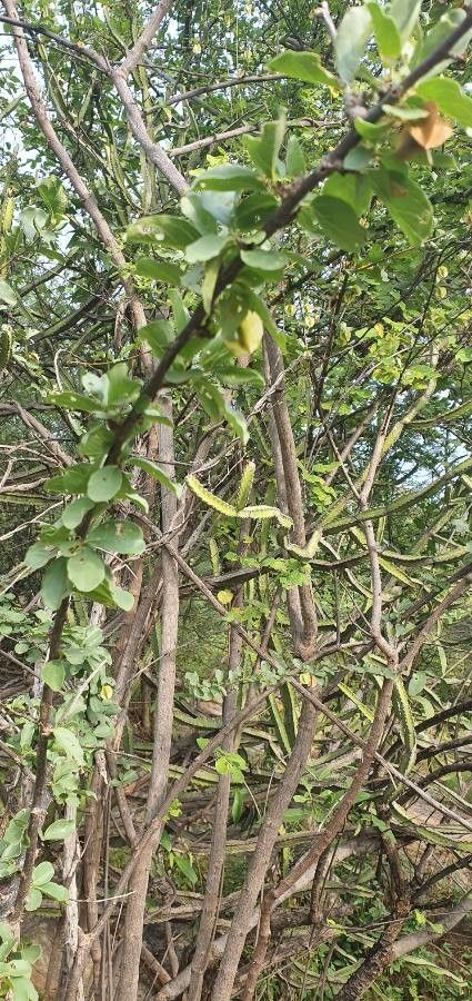 Combretum mossambicense — search result for 'Zimbabwe'