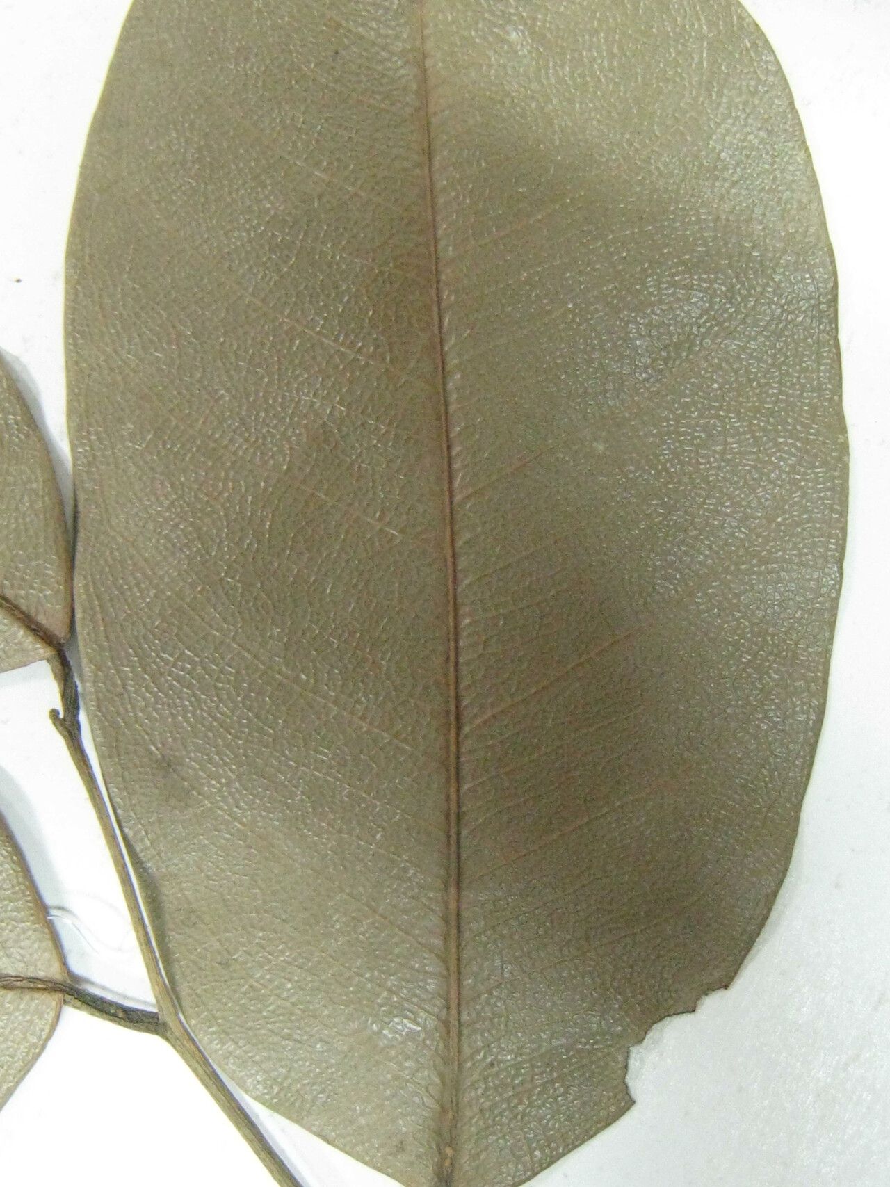 Eschweilera collina other