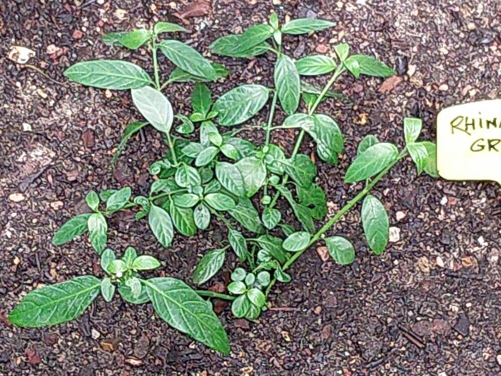 Rhinacanthus gracilis — related species from the same genus