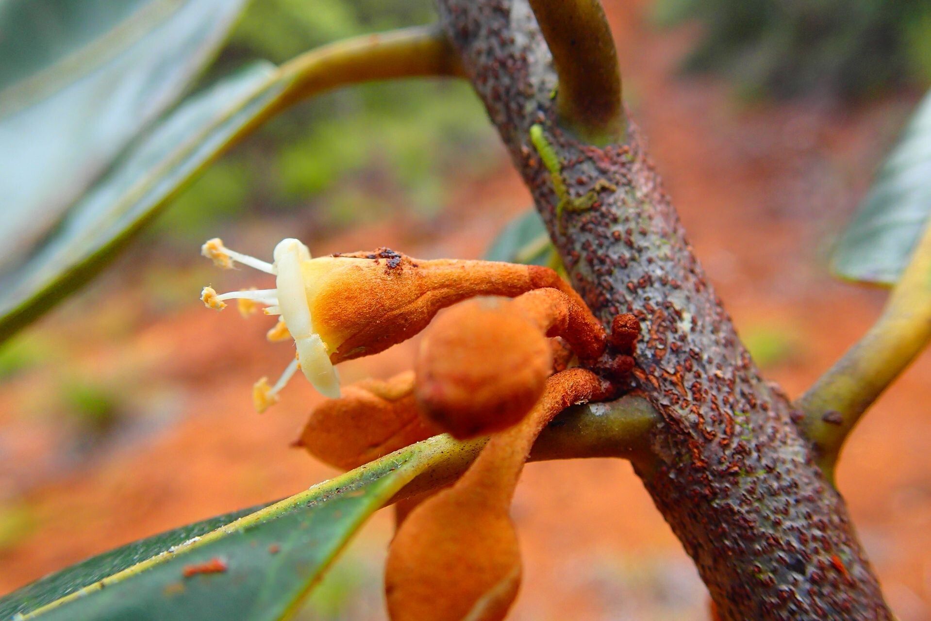 Pycnandra schmidii flower