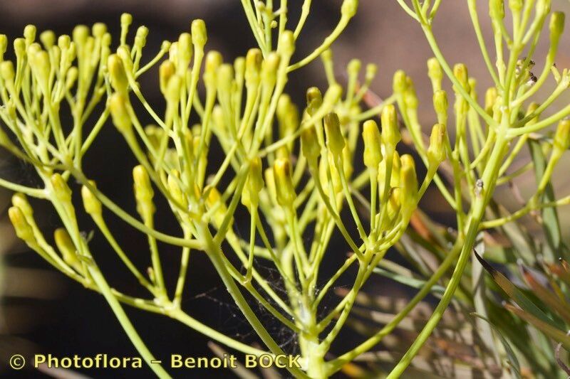 Sonchus arboreus other