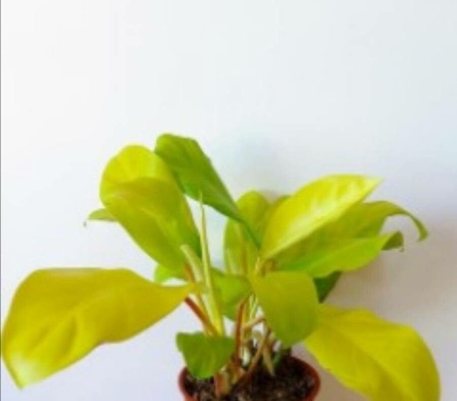 Anubias barteri flower