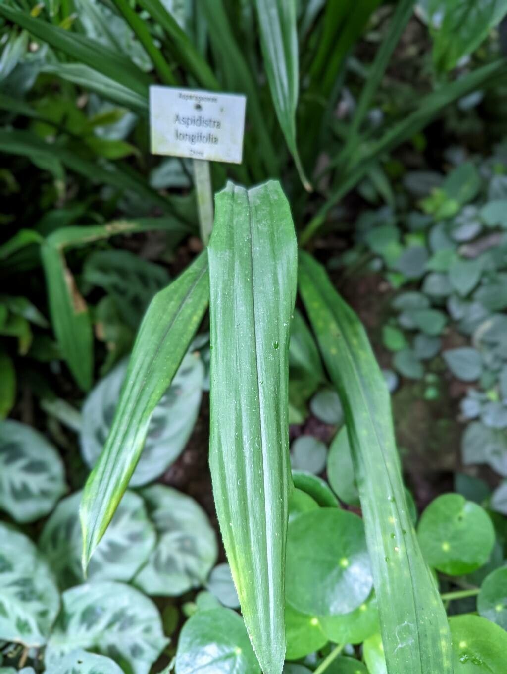 Aspidistra longifolia leaf