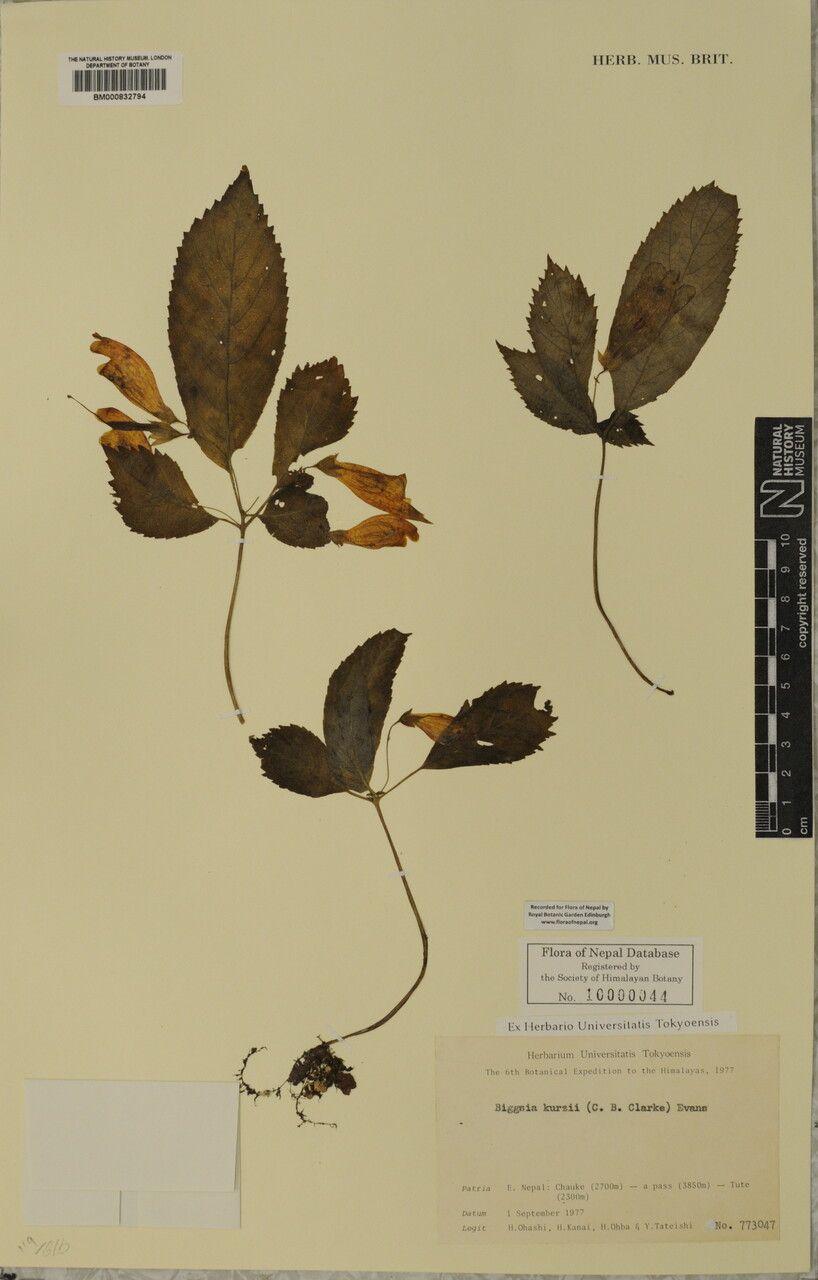 Loxostigma kurzii other