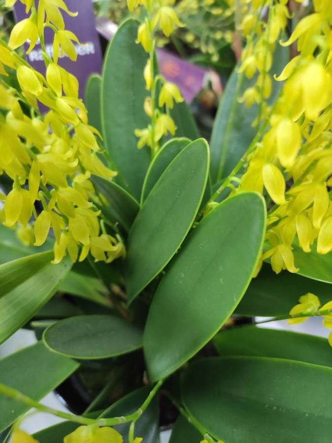 Specklinia grisebachiana — search result for 'Dominican Republic'