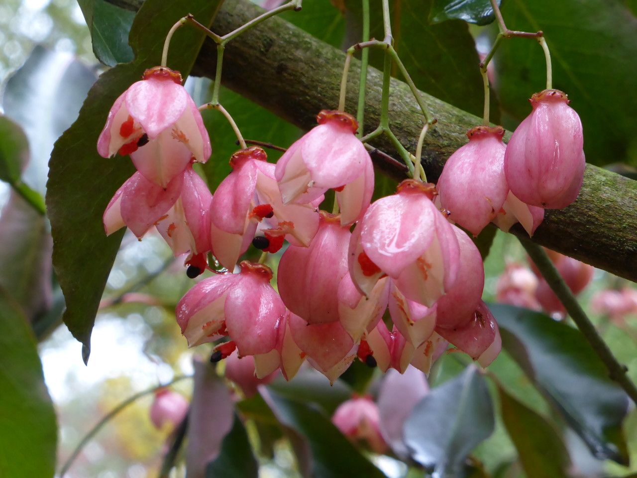 Euonymus grandiflorus fruit