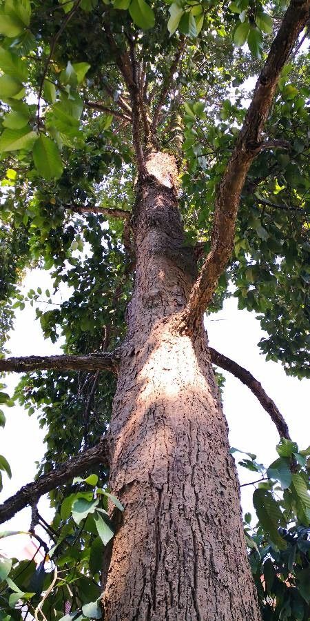 Dipterocarpus turbinatus bark