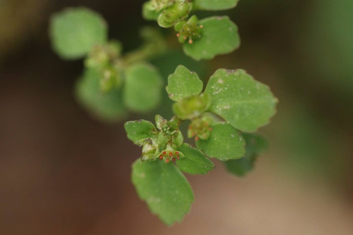 Chrysosplenium kamtschaticum — houseplant care guide