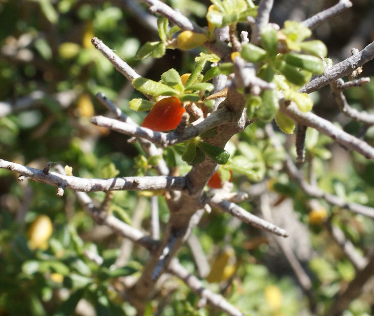 Daphne rodriguezii other