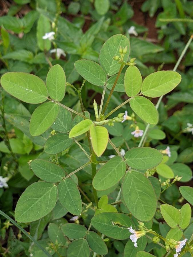 Oxalis barrelieri leaf