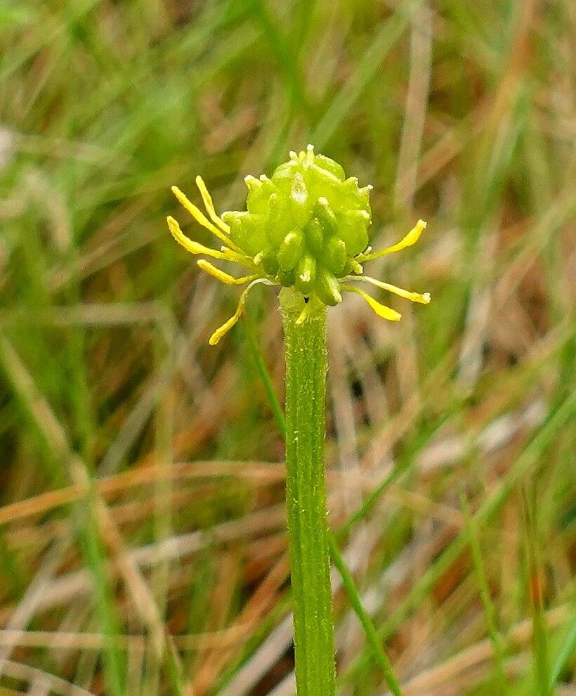 Ranunculus bulbosus fruit
