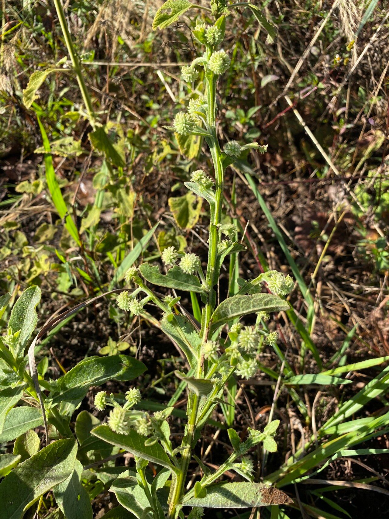 Laggera alata — related species from the same genus