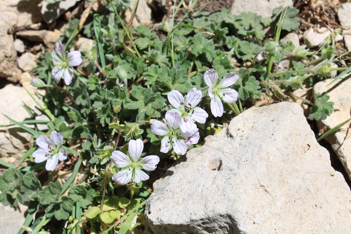 Geranium cazorlense flower