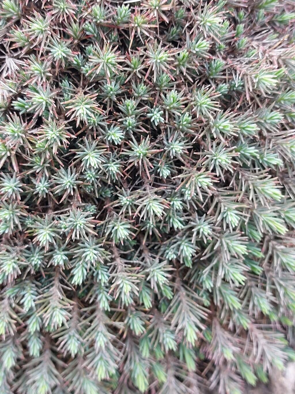 Polycnemum fontanesii — related species from the same genus