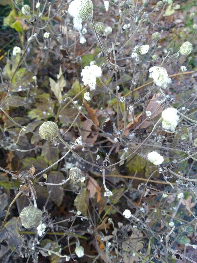 Chaenactis stevioides flower