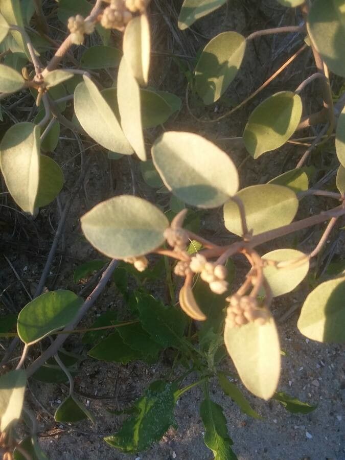 Croton punctatus flower