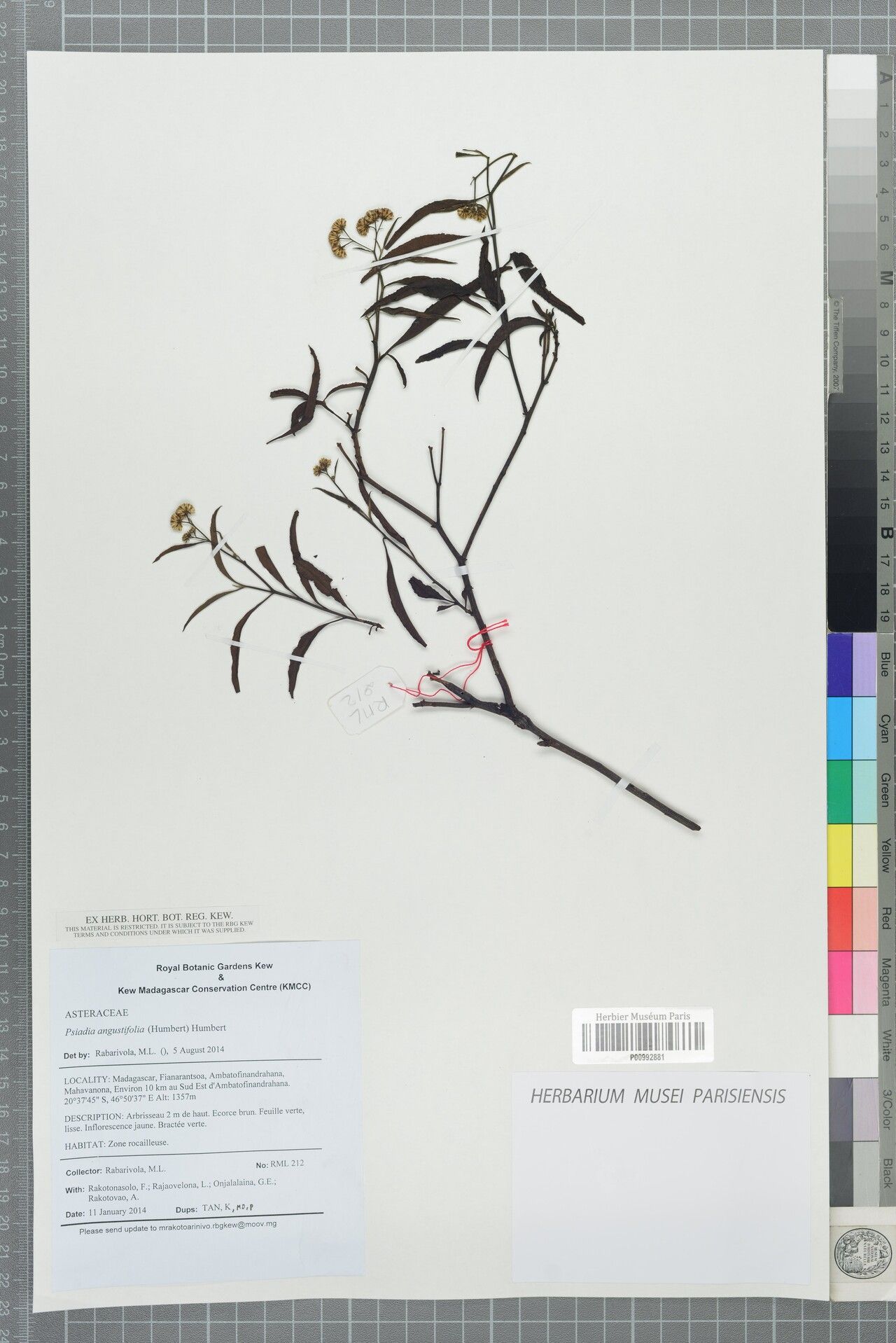 Psiadia angustifolia — houseplant care guide