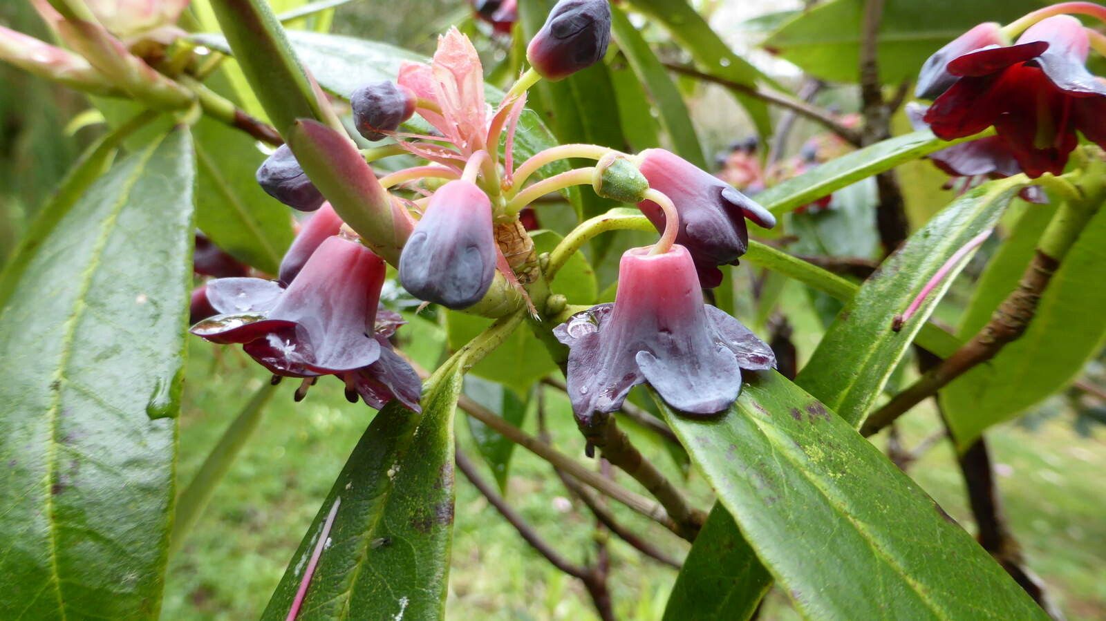Rhododendron genestierianum flower
