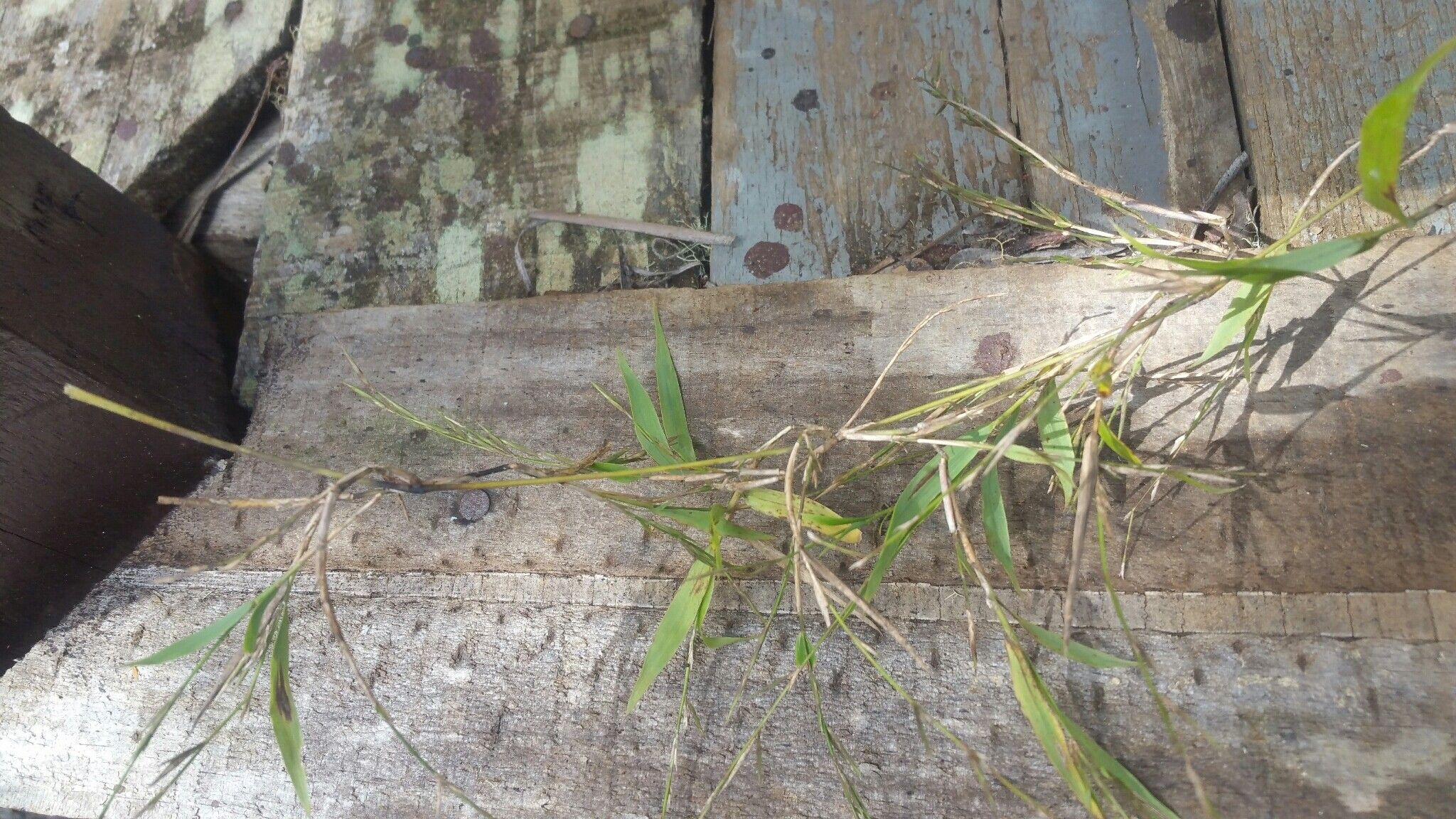 Nastus emirnensis — houseplant care guide